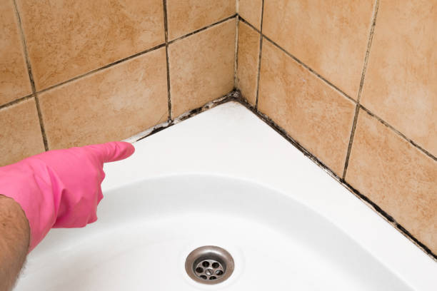 Best Basement Mold Remediation in Glasgow, DE